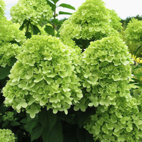 Hortensja bukietowa Little Lime Mała Limonka (C2)