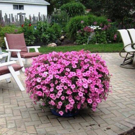 Surfinia Supertunia Vista Bubblegum samoczyszcząca