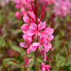 Gaura Gambit Rose (C2)