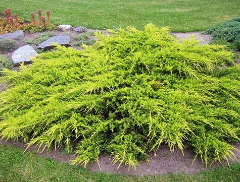 Jałowiec pośredni Goldkissen (C2)