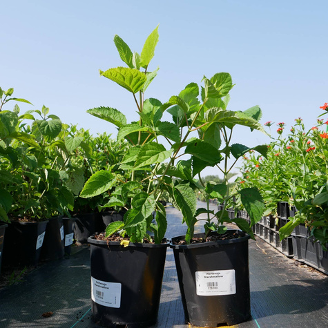 Hortensja drzewiasta Candybelle Marshmallow (C2)