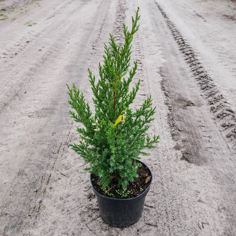 Jałowiec chiński Stricta Variegata dwubarwny