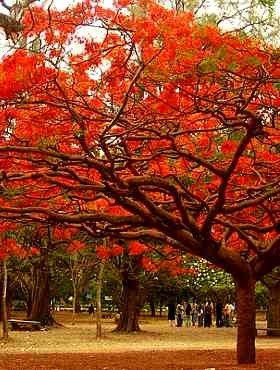 Płomień Afryki Wianowłostka królewska 4g nasiona