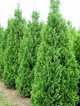 Thuja Tuja Żywotnik zachodni Spiralis (C2)