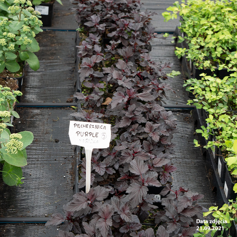 Pęcherznica kalinolistna Purple Horizon (C2)