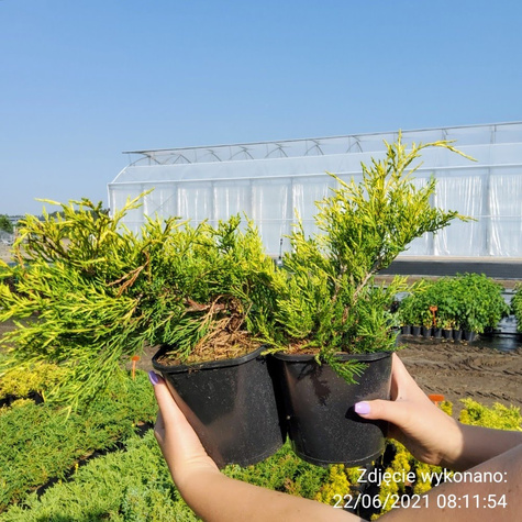 Jałowiec pośredni Old Gold (C2)