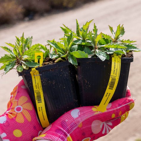 Aster żeniszkowaty Asran (C2)