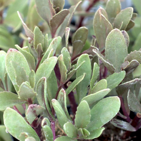 Rozchodnik mieszańcowy Jade Tuffet (C2)