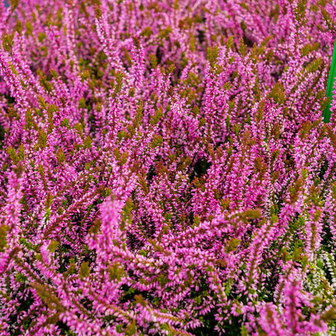 Wrzos pospolity Andrea