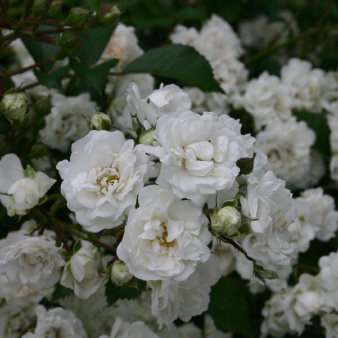 Róża okrywowa Alba Meidiland (P9)