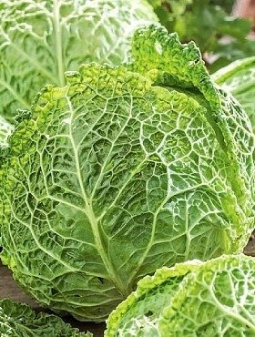 Kapusta włoska Vertus 2 średniopóźna 2g