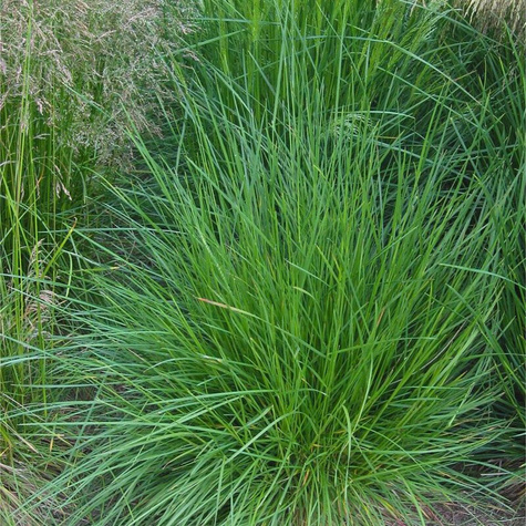 Śmiałek darniowy Schottland (C2)