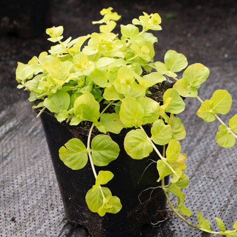 Tojeść rozesłana Aurea (C2)