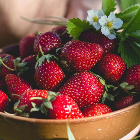 Truskawka Murzynek śr. późna ciemne pyszne owoce deserowa sadzonki 10 szt