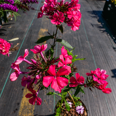 Płomyk wiechowaty Floks Star Fire (C2)