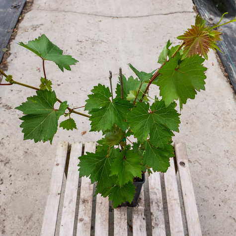 Winorośl winogrona Cayuga White