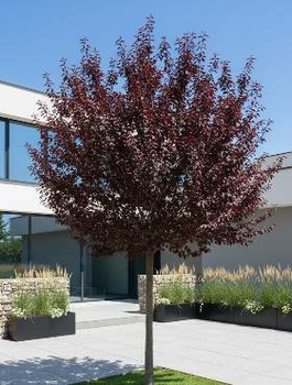 Śliwa wiśniowa Pissardii szczepiona na pniu