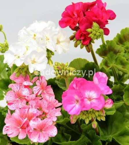 Pelargonia rabatowa mix 10szt