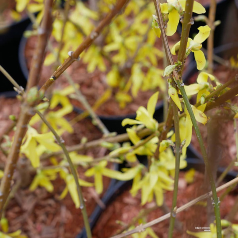 Forsycja pośrednia Liliane (P9)