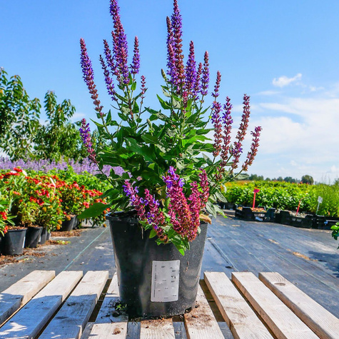 Szałwia omszona Ostfriesland (C2)