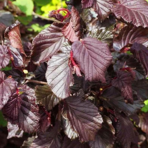 Orzech laskowy Syrena Leszczyna Czerwona Plant Pack