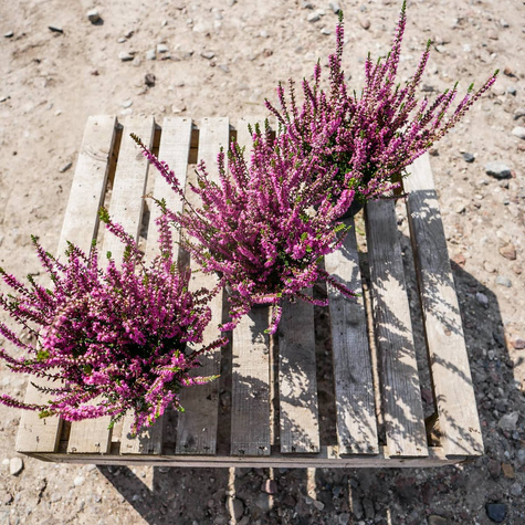 Wrzos pospolity Allegro różowy pączkowy