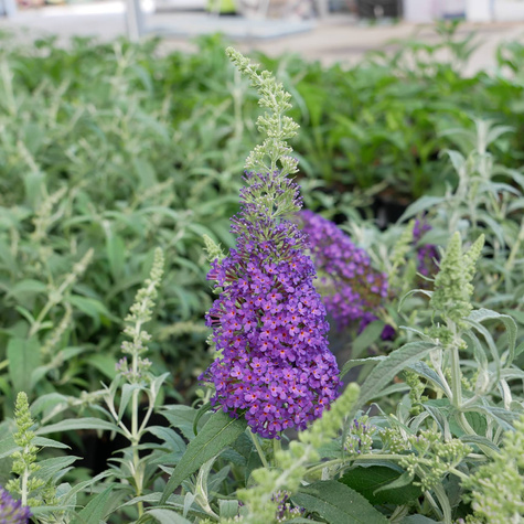 Budleja Dawida Summer Bird Blue (C2)