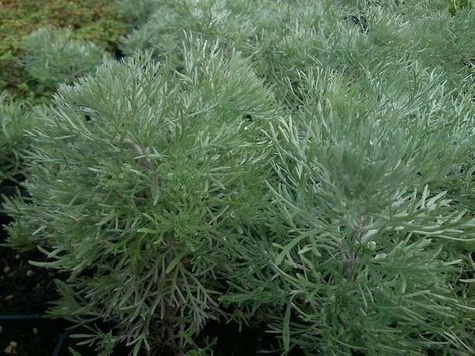 Bylica Schmidta Silver Mound (C2)