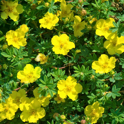 Pięciornik krzewiasty 'Goldstar' (C1.7)