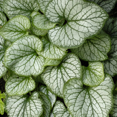 Brunnera wielkolistna Jack Frost (C2)