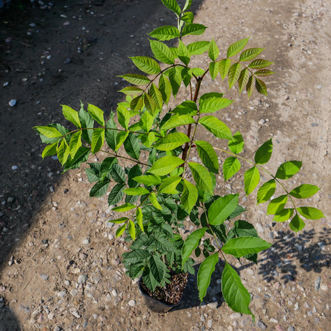 Jesion Wyniosły Drzewo miododajne (C2)