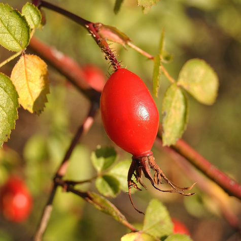 Róża Rdzawa Róża Szkocka Jabłkowy Zapach