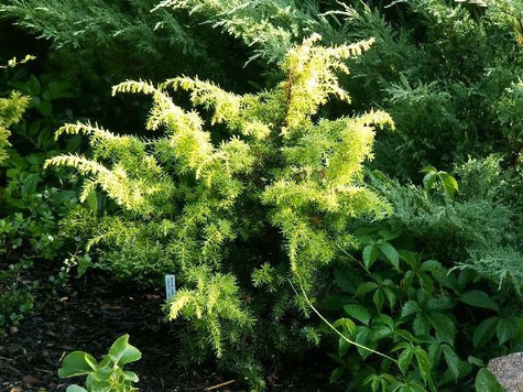 Jałowiec pospolity Schneverdinger Goldmachangel (C2)