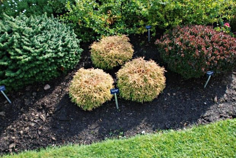 Thuja Tuja Żywotnik zachodni Golden Tuffet (C2)