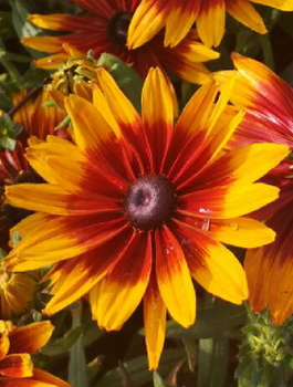 Rudbekia owłosiona Rudy Fire (C2)