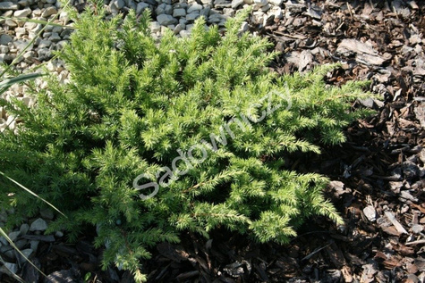 Jałowiec nadbrzeżny Schlager (P9)