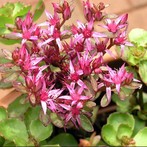 Rozchodnik kaukaski (C2)