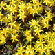Rozchodnik ostry Yellow Queen (C2)