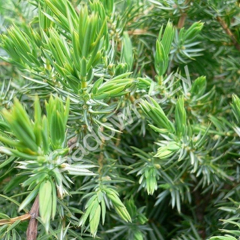 Jałowiec nadbrzeżny Schlager (P9)