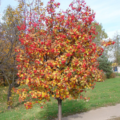 Jarząb szwedzki (C2)