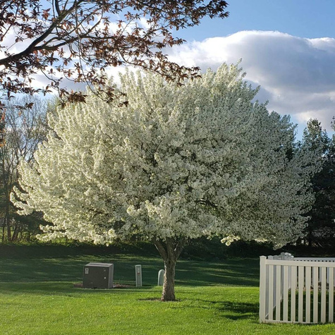 Wiśnia osobliwa Prunus eminens Umbraculifera