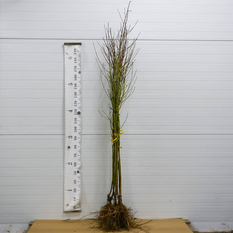 Brzoskwinia Favorita Morettini Plant Pack