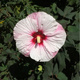 Hibiskus bylinowy Nippon Blush (C2)