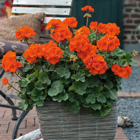 Pelargonia stojąca pomarańczowa Piękne sadzonki