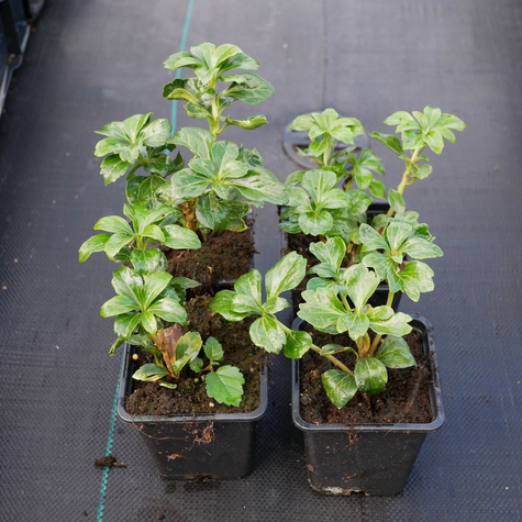 Runianka japońska (C2)