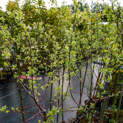 Wierzba szara Tricolor szczepiona na pniu (C5)