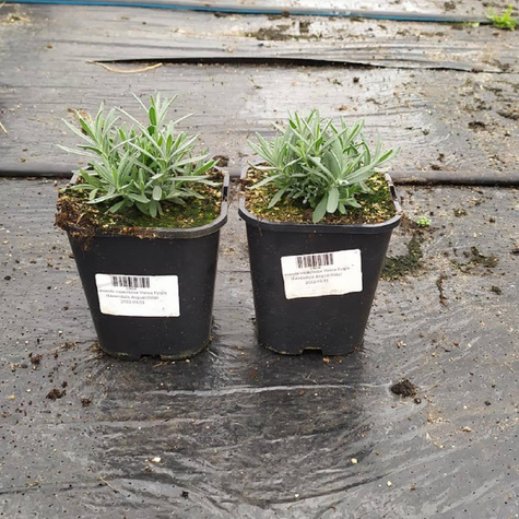 Lawenda wąskolistna Vienco Purple (C2)