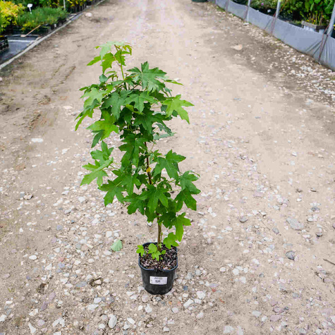 Ambrowiec balsamiczny Ambrowiec amerykański Styraks amerykański (C2)