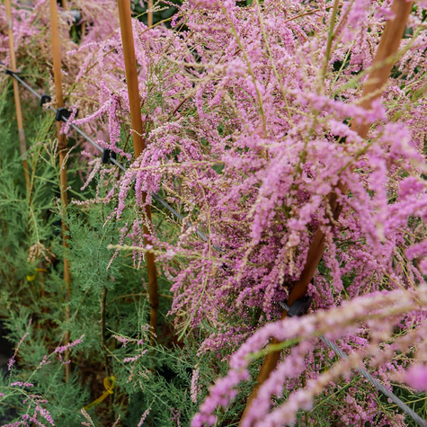 Tamaryszek francuski (C2)