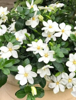 Gardenia Grandenia (C2)